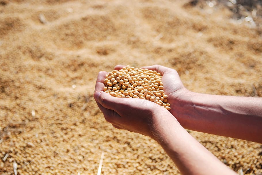 person holding soy beans, soybean, hand, agro, harvest, seeds