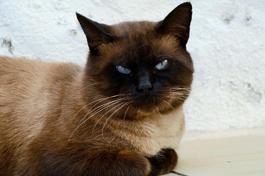 Cat, Pet, Siamese, Eyes, blue, domestic cat, pets, feline, one animal HD wallpaper