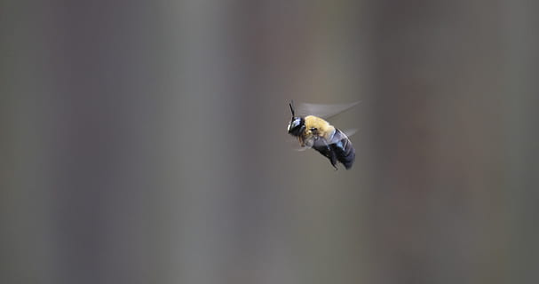 bee, borer bee, carpenter bee, flying, insect, animal themes HD wallpaper
