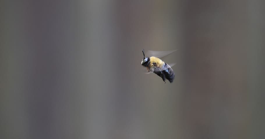 bee, borer bee, carpenter bee, flying, insect, animal themes HD wallpaper