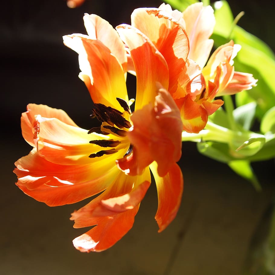 flower, tulip, spring, netherlands, open, sun, lighting, red HD wallpaper