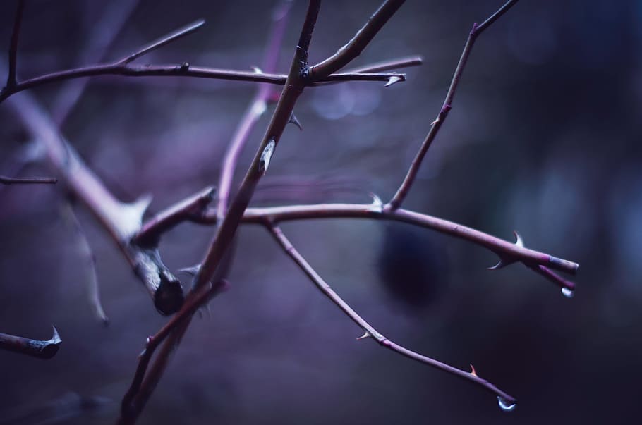 shallow focus photography of tree branch, selective focus photography of tree branch, HD wallpaper