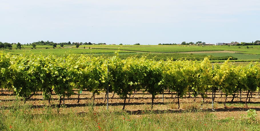 vine, vineyard, cep, grape, vines, cultivate, field, charente HD wallpaper