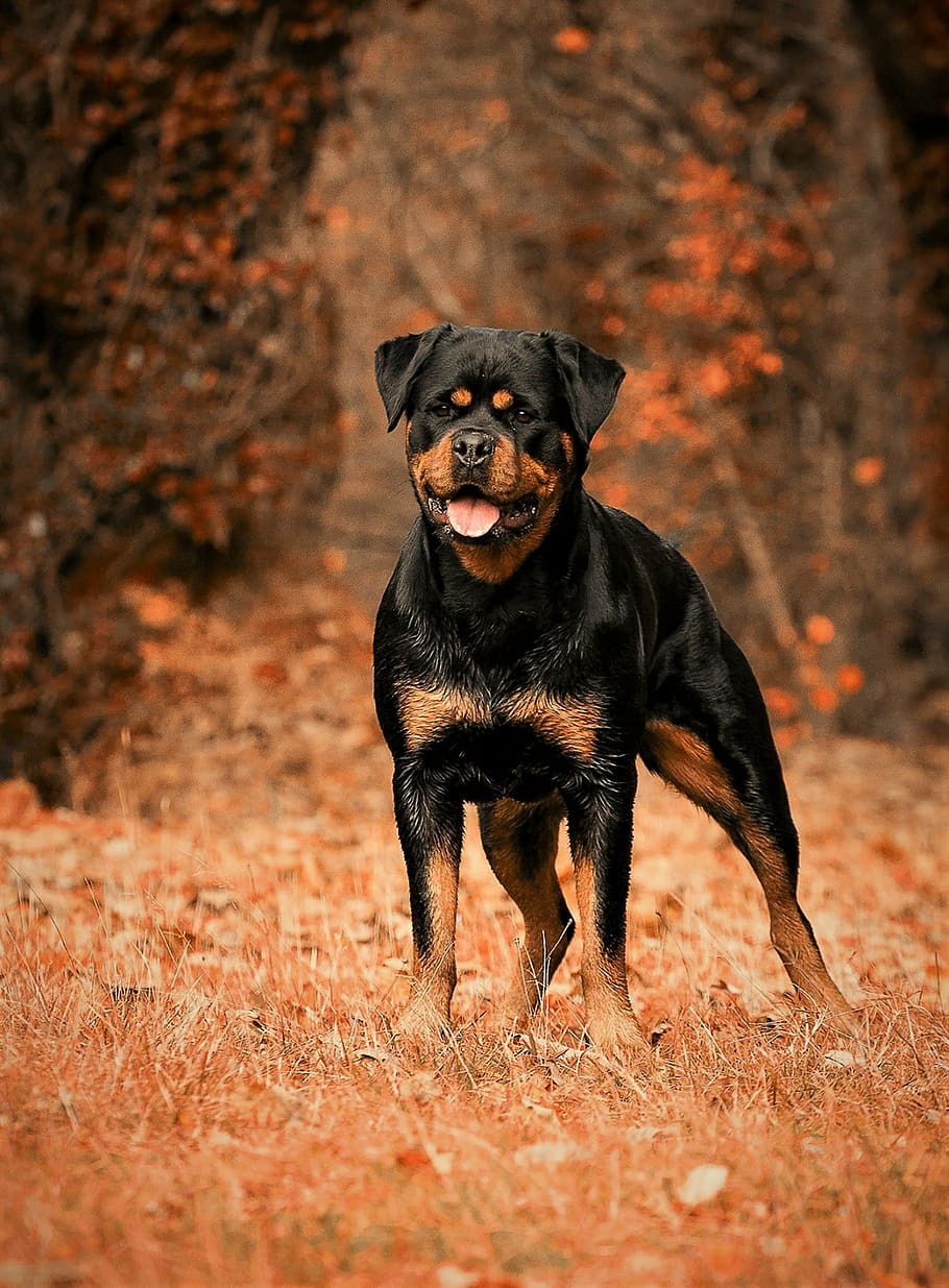 adult mahogany Rottweiler, dog, animal, animals, domestic animal, HD wallpaper