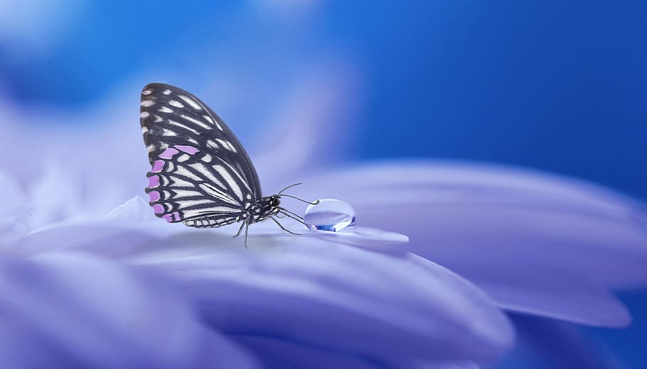 paperkite butterfly perched on petaled flower, nature, insect HD wallpaper