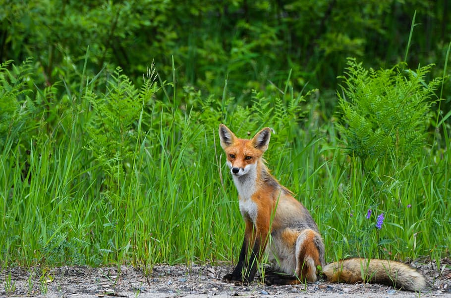 brown fox seat near green grass at daytime, wild, nature, animal HD wallpaper