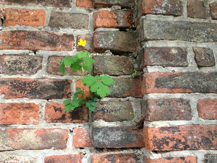 wall, live, plant, by looking, nature, stone wall, survive HD wallpaper