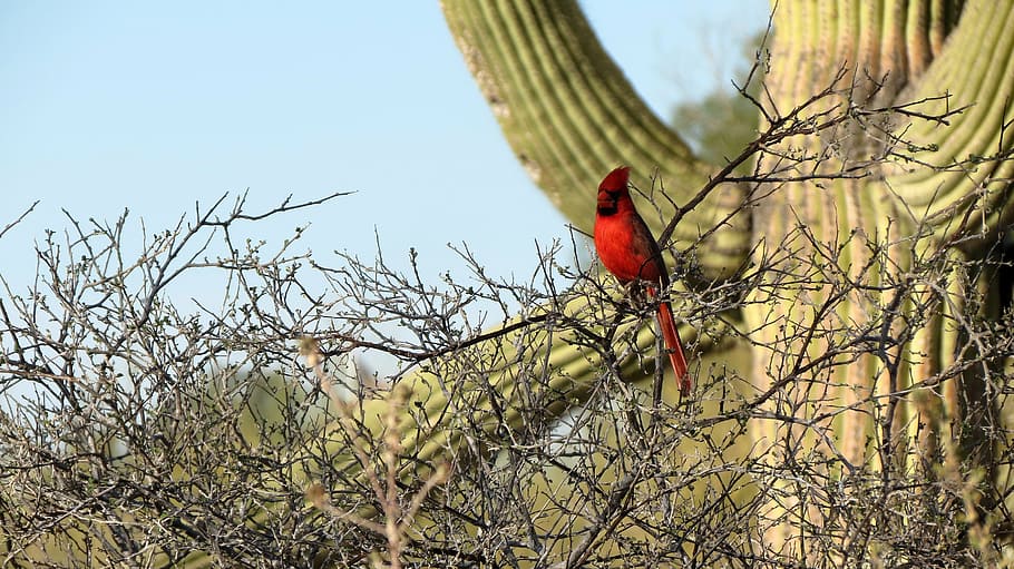 red bird perching on brown tree branch, cardinal, saguaro cactus