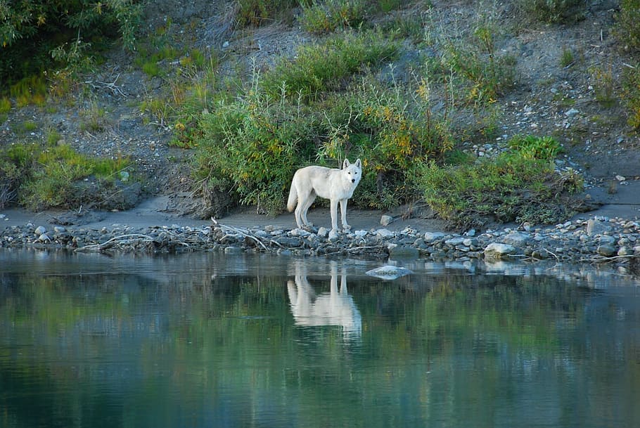 white wolf near body of water, lone, predator, reflection, wildlife