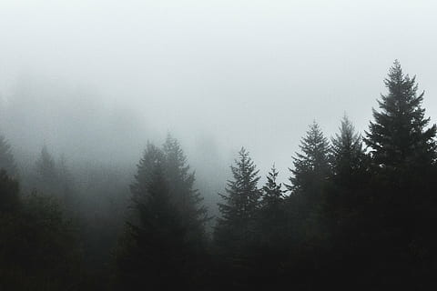 photo of trees under fog, pine, forest, woods, nature, foggy HD wallpaper