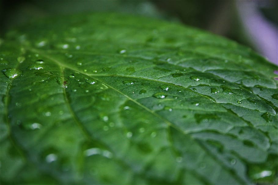 The plant wet. Листья с каплями воды. Мокрые листья. Листья с каплями дождя. Мокрая листва.