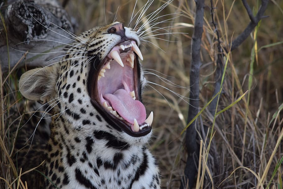 cheetah opening his mouth, photo of leopard beside grass, bit, HD wallpaper