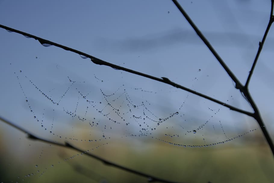 cobweb, rain drops, water, nature, drops of water, drop of rain HD wallpaper