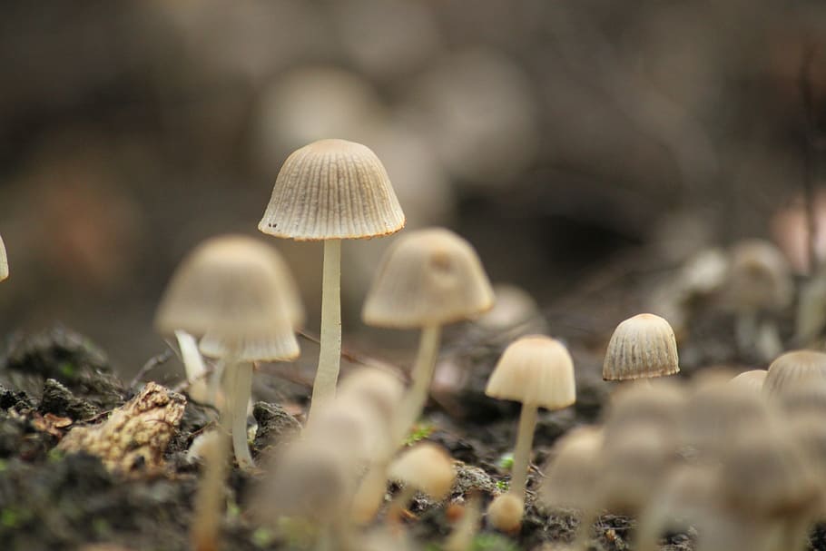 mushroom, autumn, forest, nature, small mushroom, moist, plant, HD wallpaper