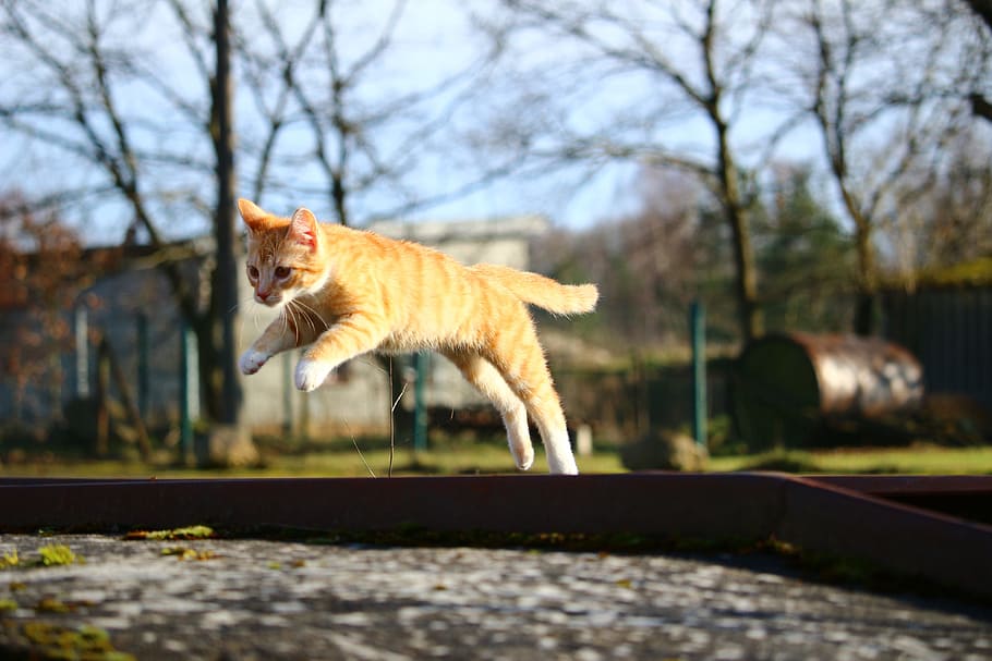 shallow focus photography of orange cat, Kitten, Mackerel, red mackerel tabby HD wallpaper
