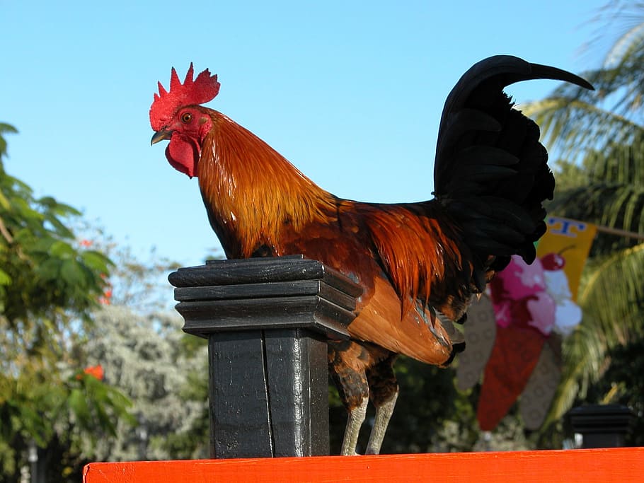 brown and black rooster on red surface at daytime, Bird, Standing