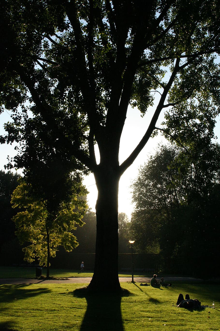 amsterdam, tree, park, plant, nature, beauty in nature, grass HD wallpaper