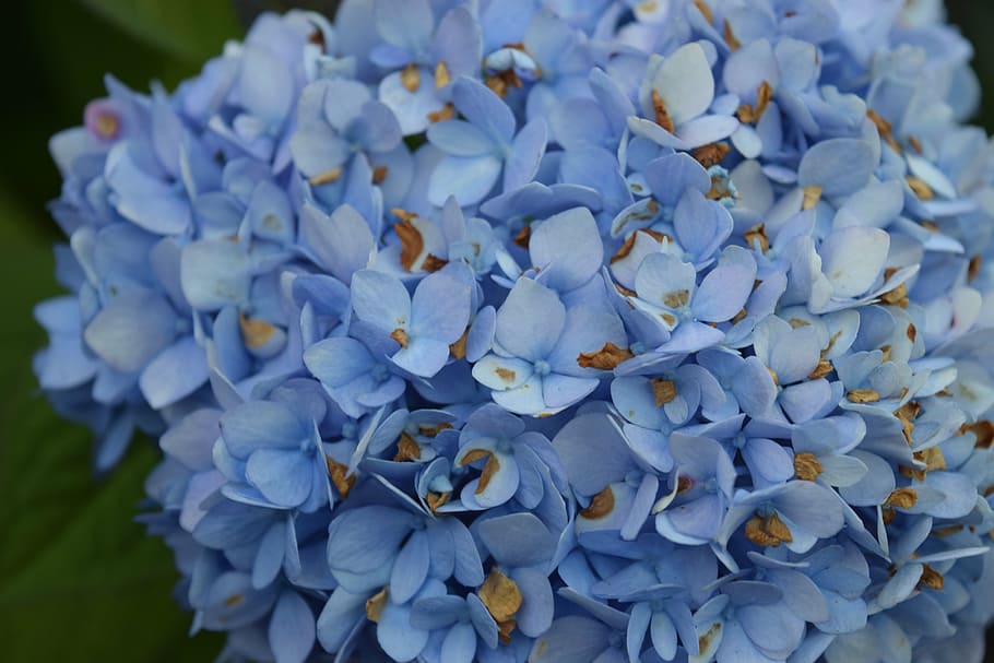 hydrangea, blue, flower, petal, bloom, nature, plant, close-up HD wallpaper
