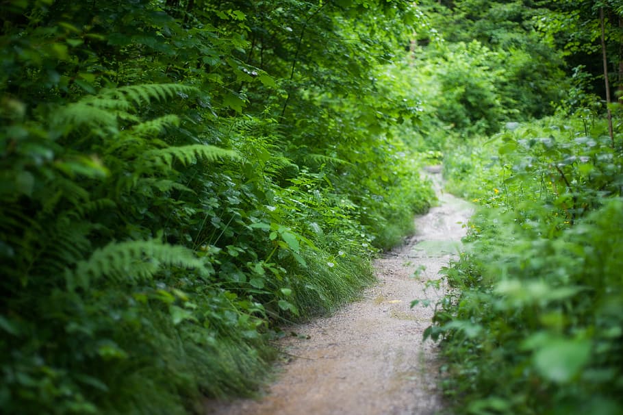 landscape, nature, trees, grass, daylight, dirt road, environment HD wallpaper