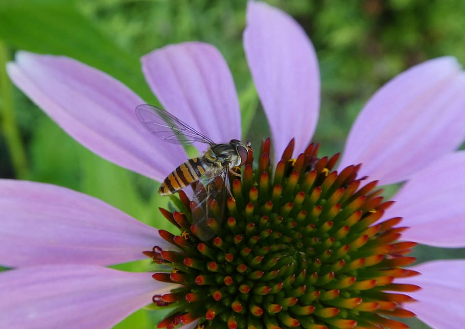 sun hat, hoverfly, close up, insect, blossom, bloom, flower HD wallpaper