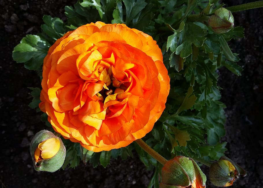 flower, spring, garden, nature, flowering plant, freshness HD wallpaper