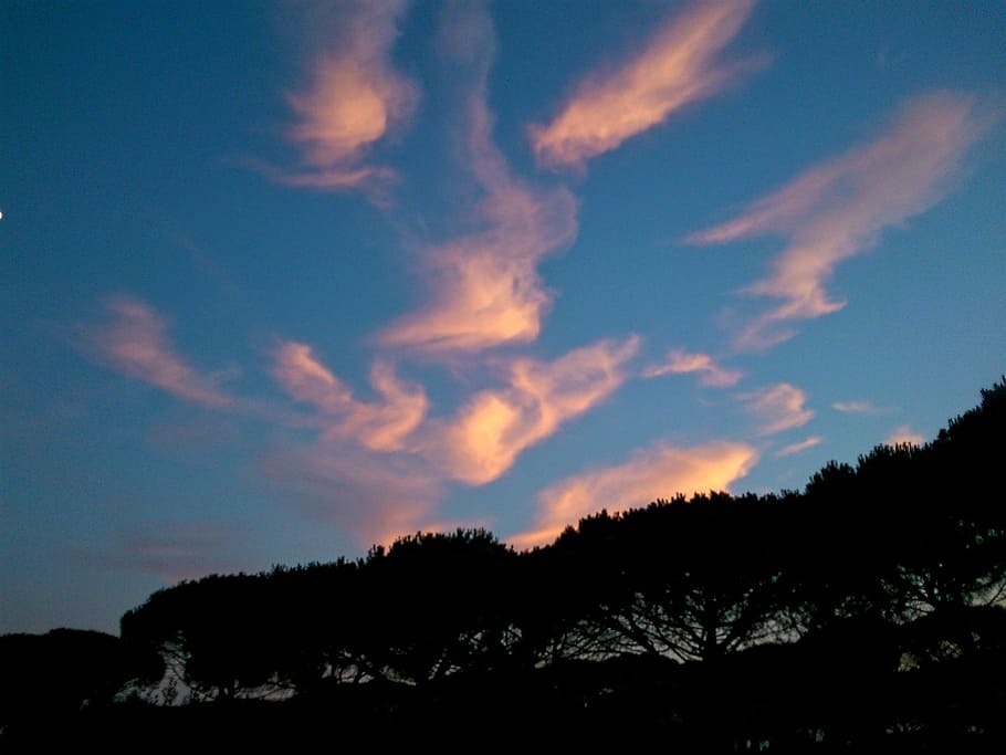 cloud, sky, sunset, tree, dusk, evening, evening sky, black trees HD wallpaper