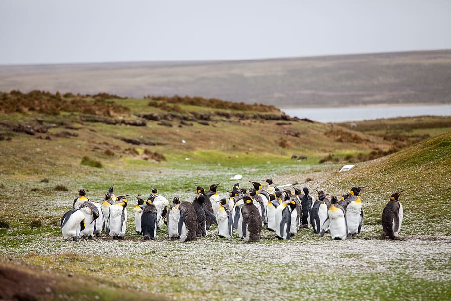 group of penguins, group of penguins near mountain, Teenage, rural HD wallpaper