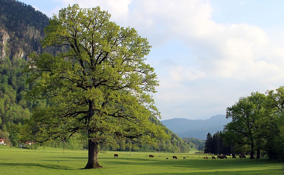 tree, meadow, pasture, cattle, livestock, ruminant, graze, grass HD wallpaper