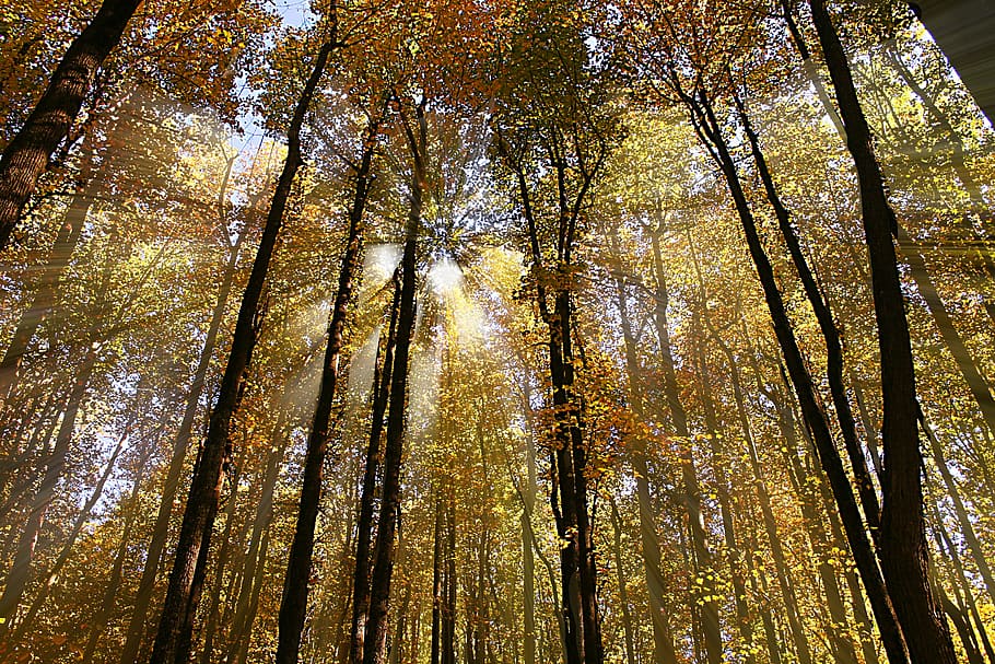forest, sunlight, tree, low angle view, plant, woodland, beauty in nature HD wallpaper