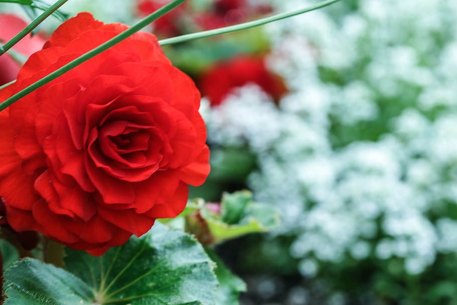 rose, red, white, flower, garden flower, flowering plant, beauty in nature HD wallpaper