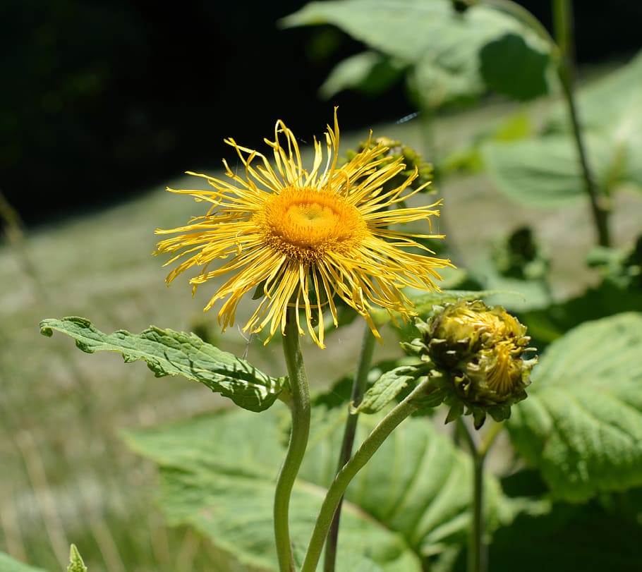 Inula 1080P, 2K, 4K, 5K HD wallpapers free download | Wallpaper Flare