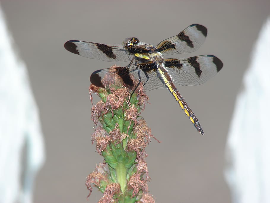 dragonfly, wings, insect, nature, bug, wildlife, invertebrate HD wallpaper