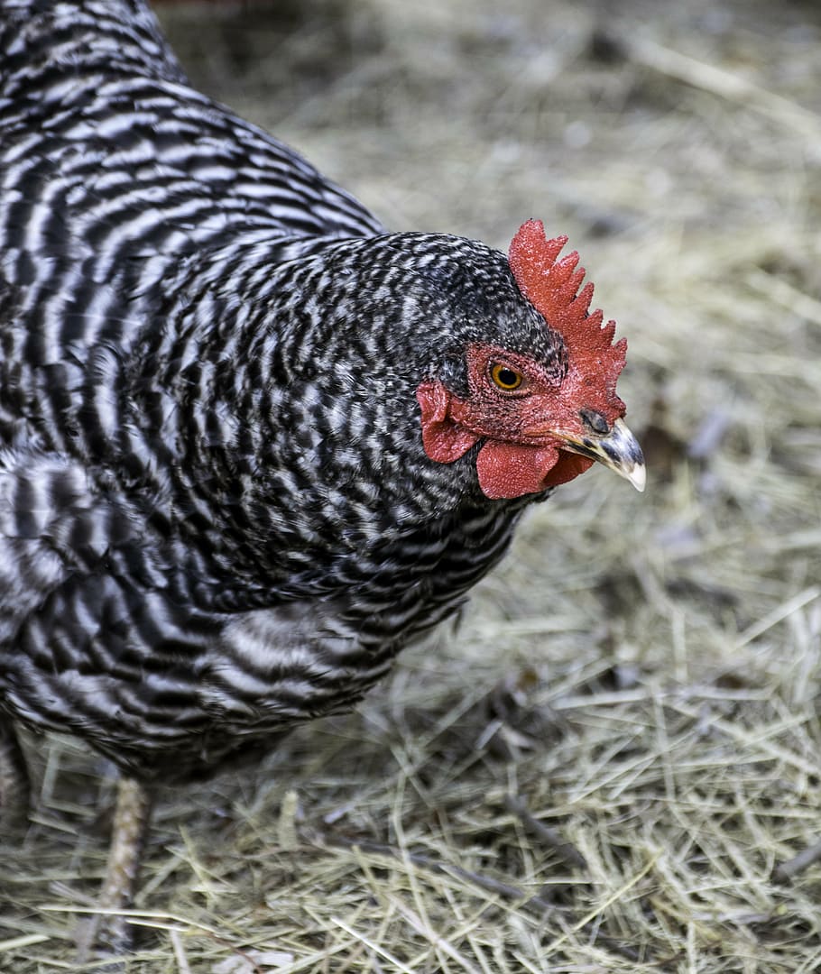 chicken, hen, poultry, bird, fowl, suspicious, animal themes HD wallpaper