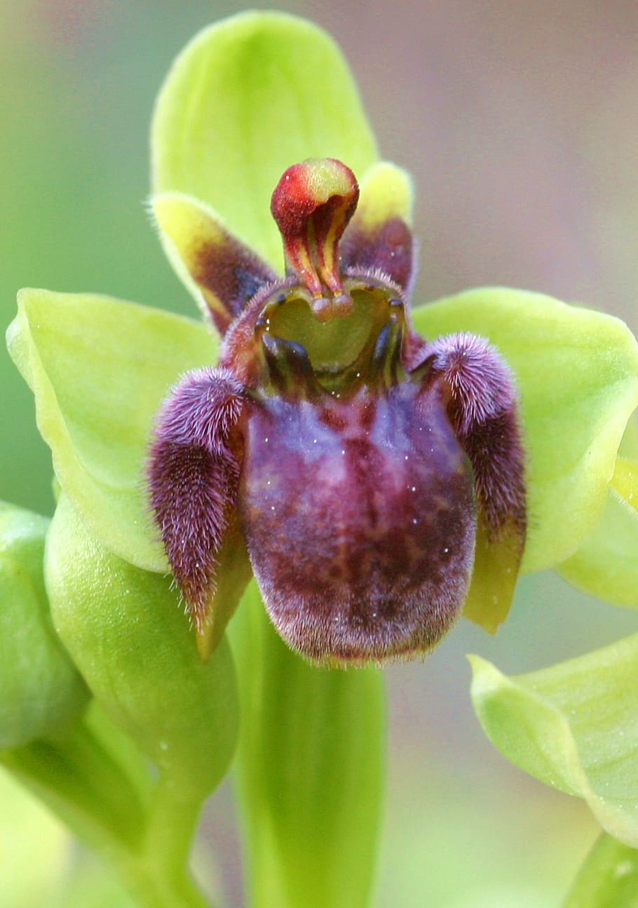 ophrys, bombiliflora, flower, nature, plant, close-up, growth HD wallpaper