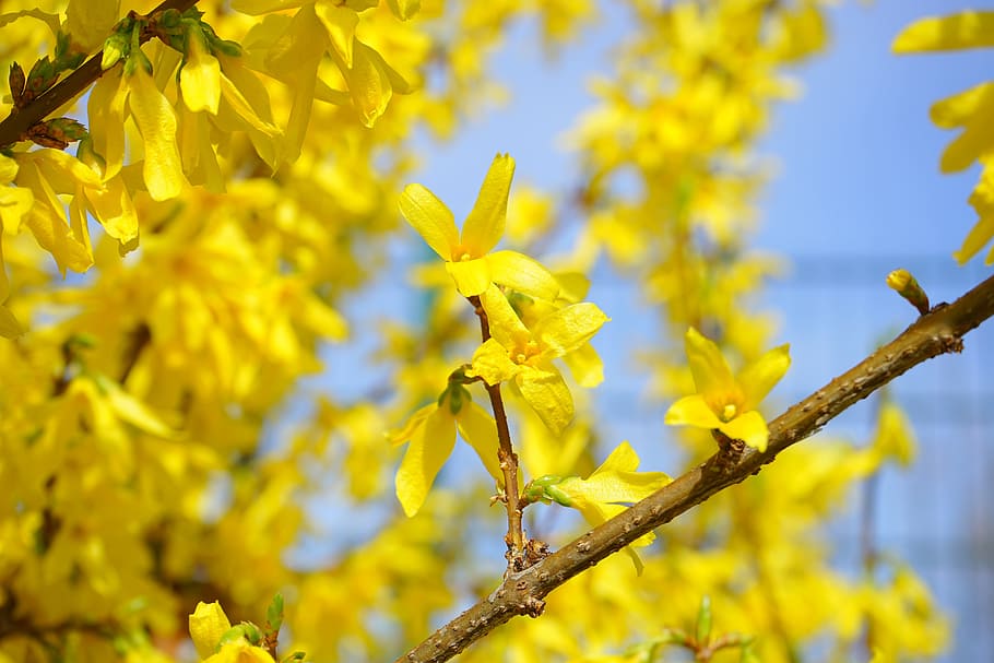Forsythia, Blossom, Bloom, Yellow, gold lilac, flower, bush HD wallpaper