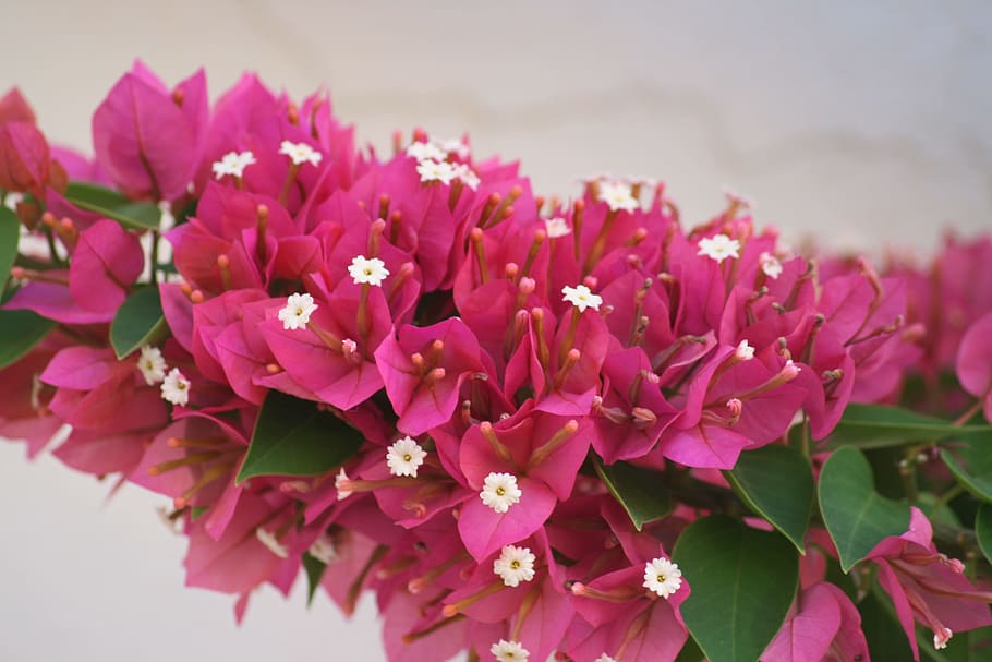 bodrum, mugla, landscape, flower, flowering plant, freshness HD wallpaper
