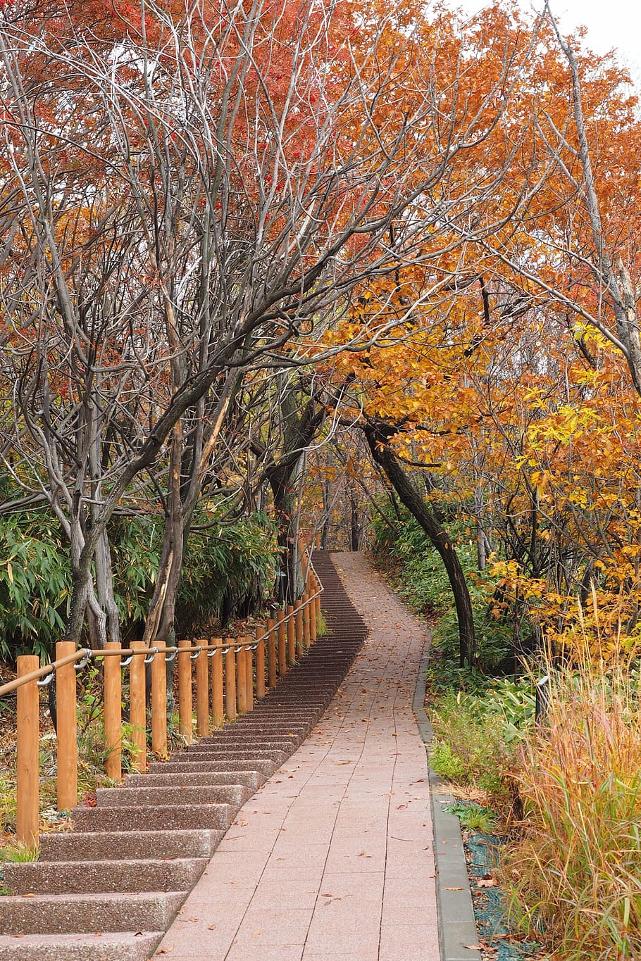 autumn, park, path, forest, woods, mountain, scenery, hokkaido HD wallpaper