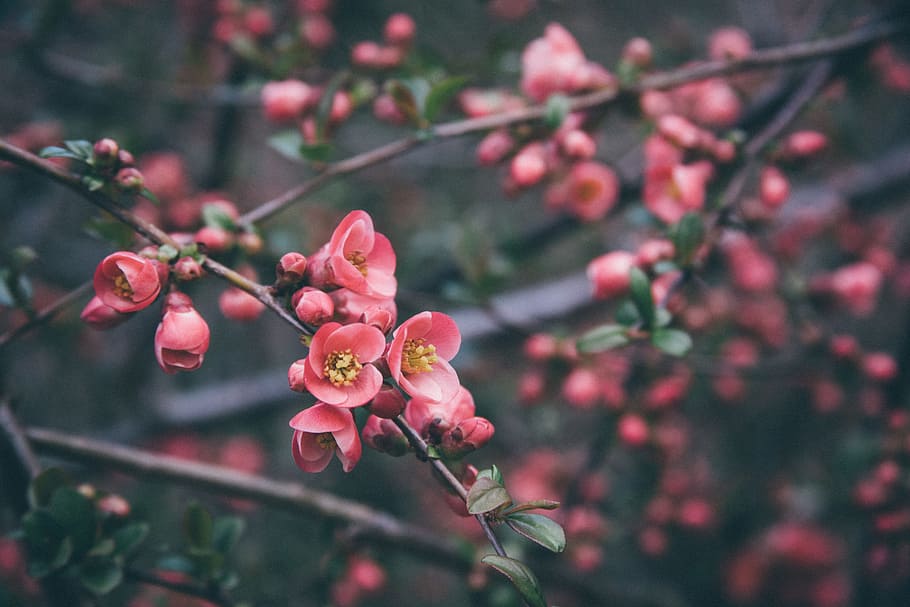 selective focus photography of pink cherry blossoms, closeup photo of pink petaled flowers HD wallpaper