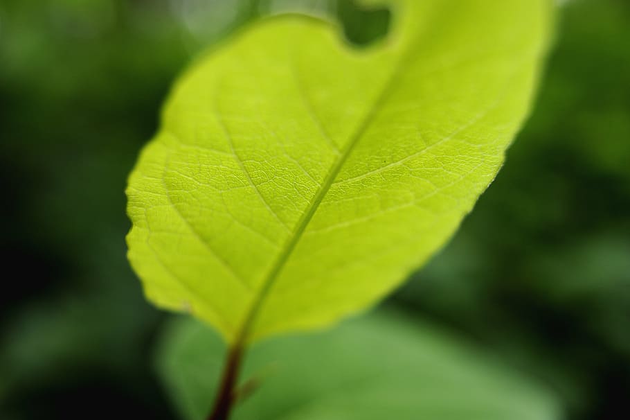 leaf, green, green leaves, forest, natural, bladåre, plant part HD wallpaper