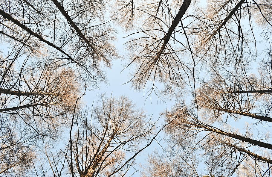 brown bare trees during daytime, worm's eye view of bare trees during daytime HD wallpaper