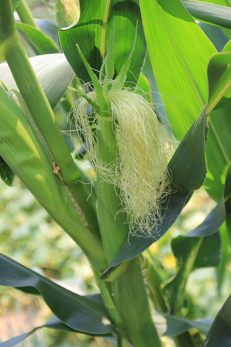 corn stalks, corn ear, corn silk, maize, agriculture, green