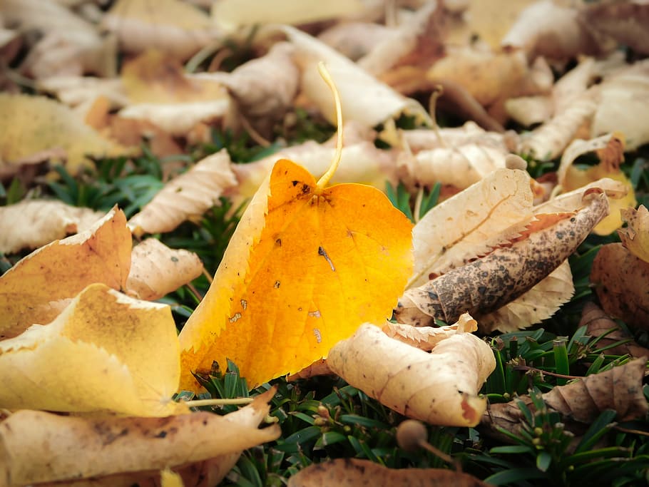 autumn, leaf, leaves, fall foliage, yellow, withered, golden HD wallpaper