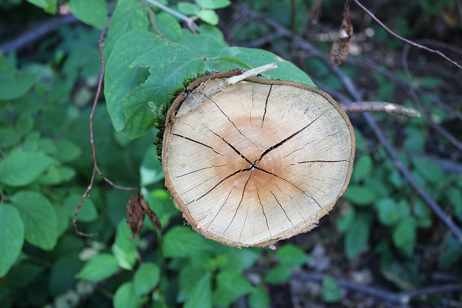 tree, tribe, green, nature, forest, log, annual rings, focus on foreground HD wallpaper