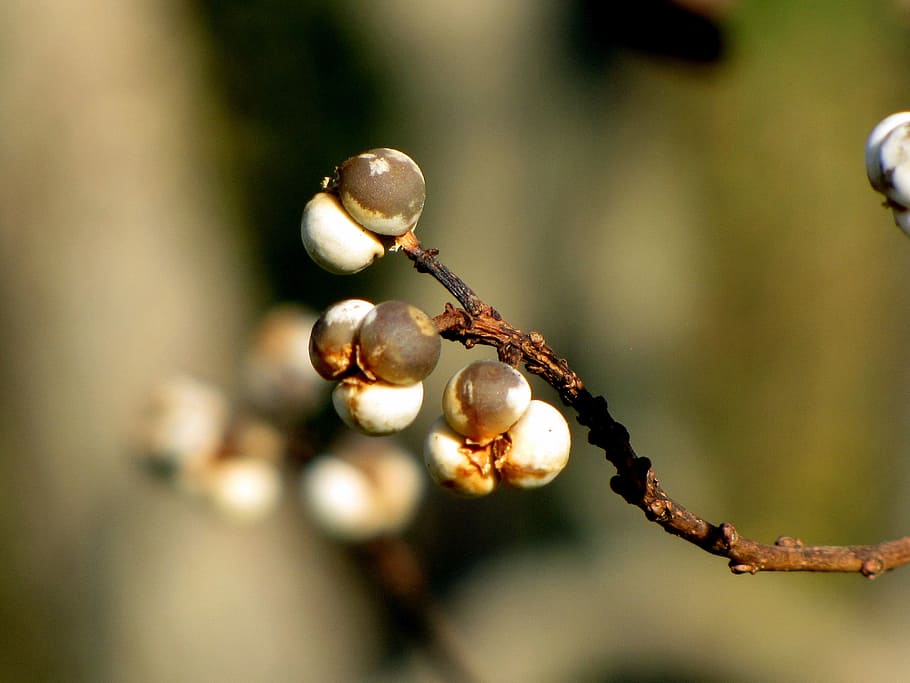 tree, limb, branch, nature, bud, wood, outdoor, environment HD wallpaper