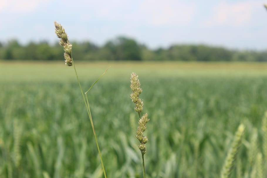 grasses, fields, grain fields, meadow, nature, ear, cereals HD wallpaper