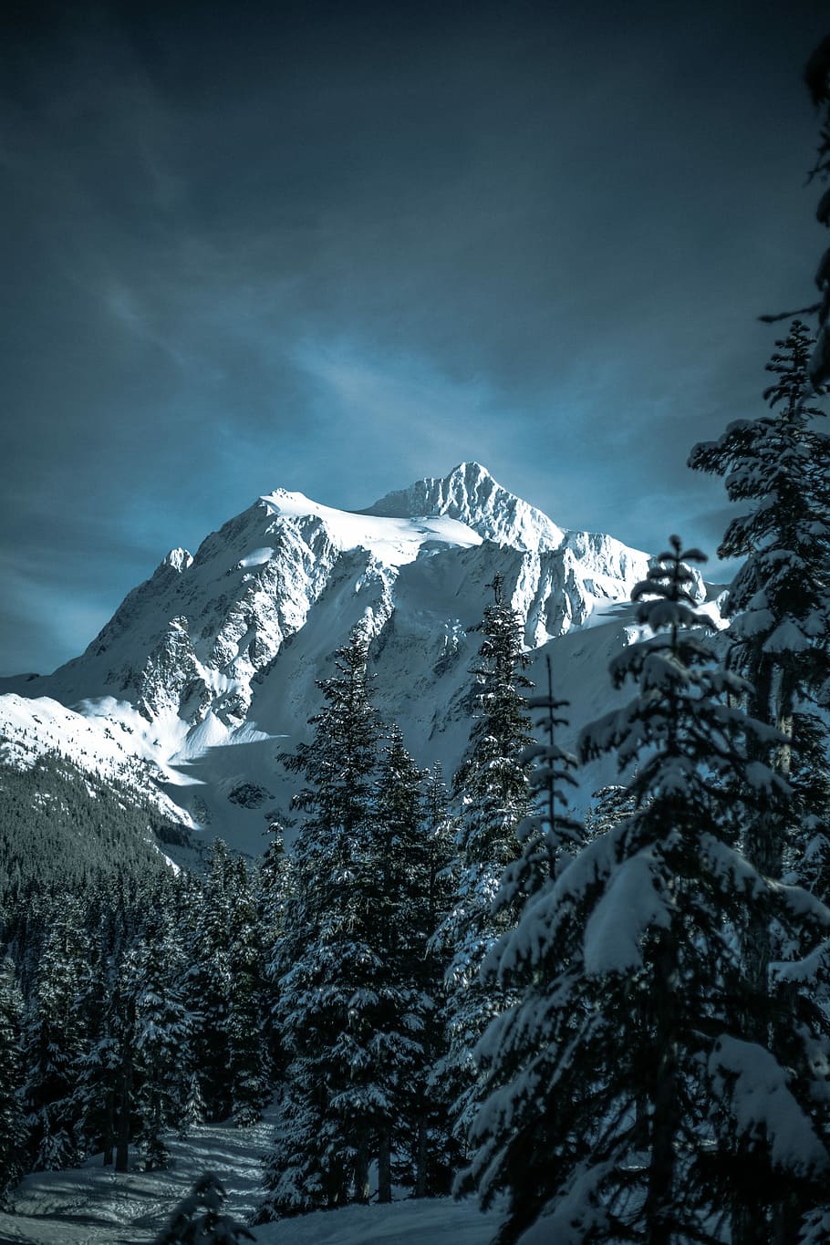 snow-covered pine trees and mountain, green forest near white snow mountain HD wallpaper