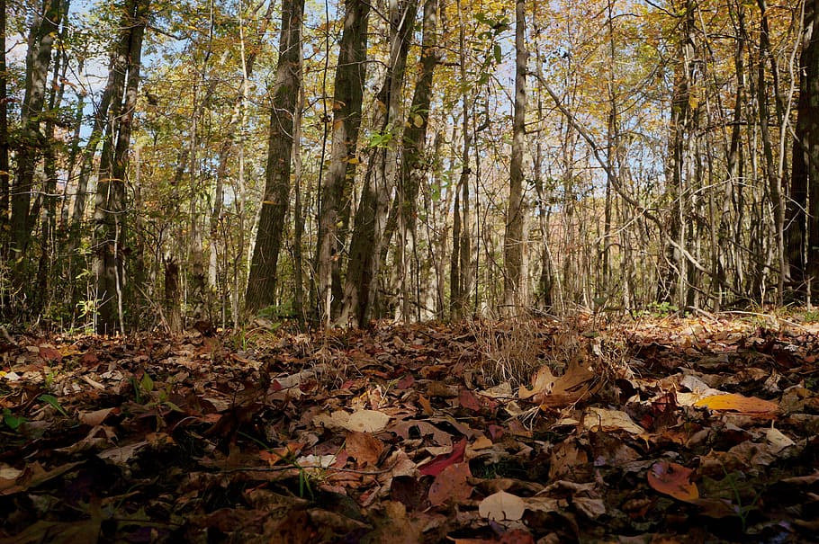 nature, autumn, tree, foliage, forest, land, leaf, plant, plant part HD wallpaper