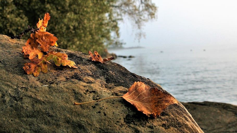 withered leaves on brown rocks near body of water, autumn, morning