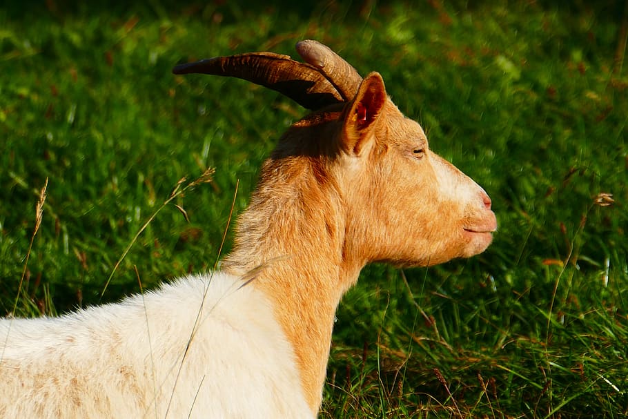 goat, animal, domestic goat, horns, livestock, mammal, horned, HD wallpaper