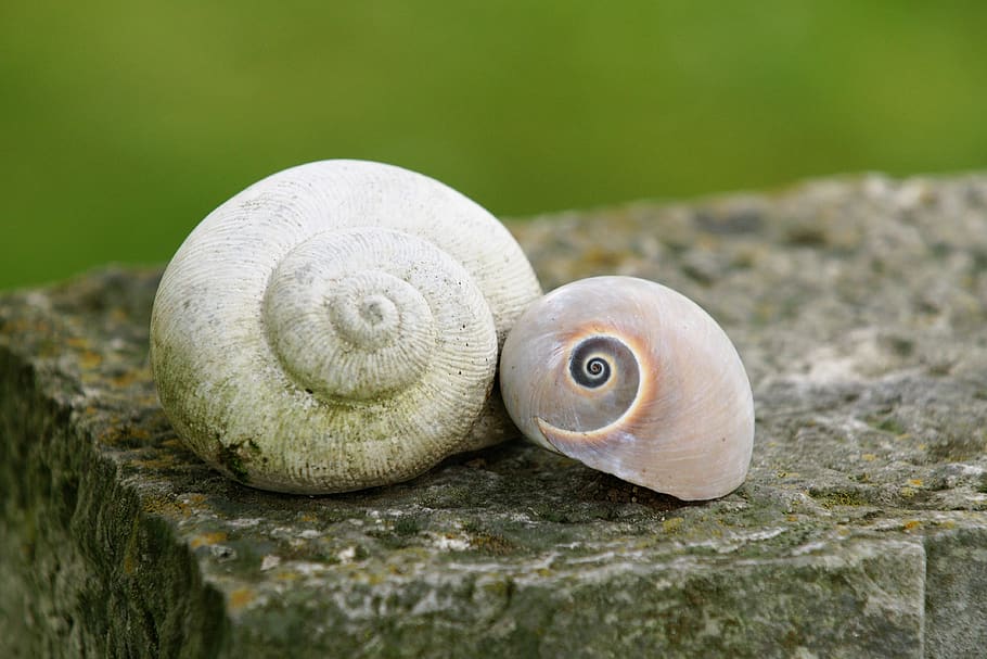 snails, shell, pair, snail shells, duo, animal, close-up, animal wildlife HD wallpaper